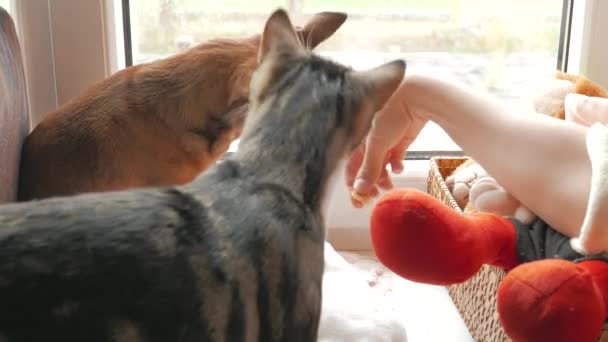 Gato y perro jugando juntos en una ventana y jugando con su dueño y comiendo galletas . — Vídeos de Stock