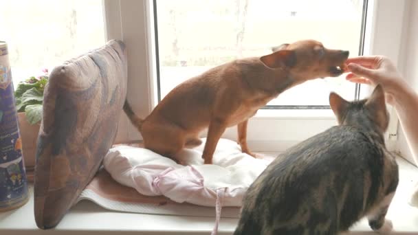 Gato y perro jugando juntos en una ventana y jugando con su dueño y comiendo galletas . — Vídeo de stock