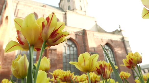 Des fleurs dans un vent. 4K UHD — Video