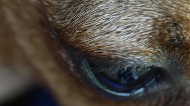 Köpekler göz close-up. 4k Uhd