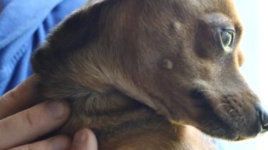 Köpekler göz close-up. 4k Uhd