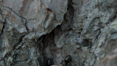 Çalışma karıncalar, takım çalışması. 4k Uhd.