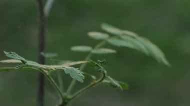 Yeşil parlayan güneş ışığı ormanda bırakır. 4k Uhd.