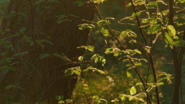 Yeşil parlayan güneş ışığı ormanda bırakır. 4k Uhd.