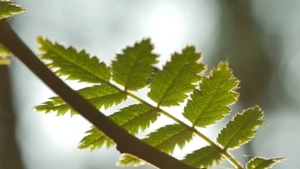 Luz solar brilhando através de folhas verdes na floresta. 4K UHD . — Vídeo de Stock