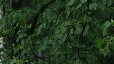 Şiddetli yağmur ve ağaçlar. 4k Uhd.
