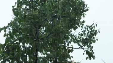 Şiddetli yağmur ve ağaçlar. 4k Uhd.