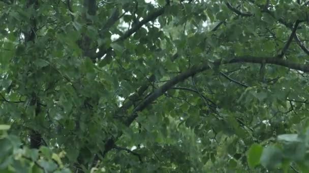Проливной дождь и деревья. 4K UHD . — стоковое видео