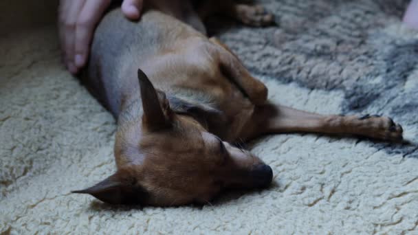 Retrato de un pequeño terrier. 4K UHD — Vídeo de stock