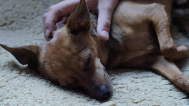 Retrato de un pequeño terrier. 4K UHD — Vídeo de stock