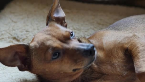 Retrato de un pequeño terrier. 4K UHD — Vídeo de stock