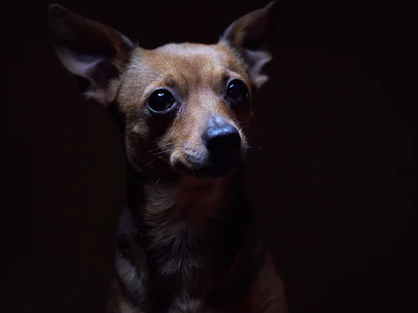 Portret van mooie toy terriër op een donkere achtergrond. — Stockfoto