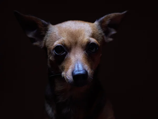 Portret van mooie toy terriër op een donkere achtergrond. — Stockfoto