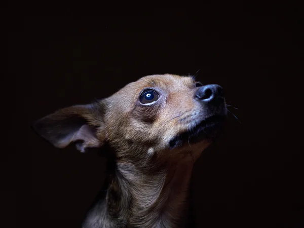 Portret van mooie toy terriër op een donkere achtergrond. — Stockfoto