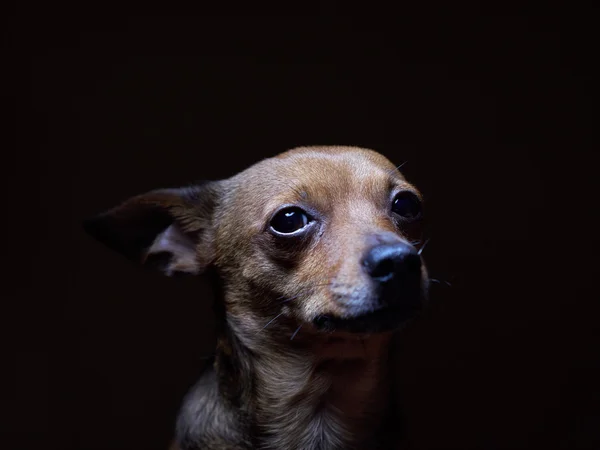 Retrato de un hermoso juguete terrier sobre un fondo oscuro . —  Fotos de Stock