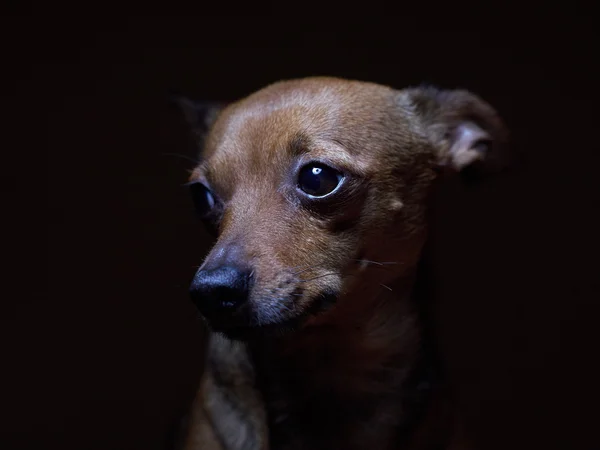 Portrait of beautiful toy terrier on a dark background. — Stock Photo, Image