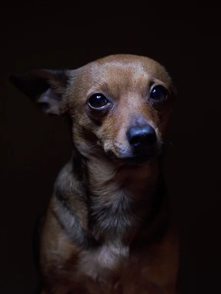 Retrato de belo terrier de brinquedo em um fundo escuro . — Fotografia de Stock