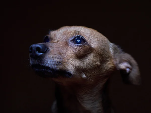 Portrait of beautiful toy terrier on a dark background. — Stock Photo, Image