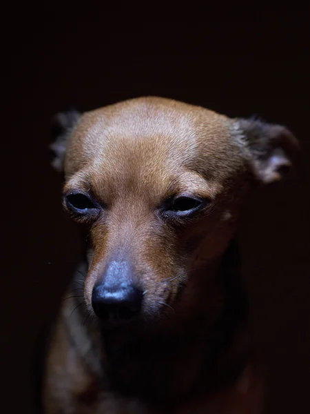 Retrato de un hermoso juguete terrier sobre un fondo oscuro . —  Fotos de Stock