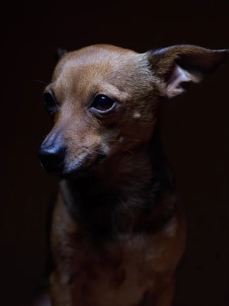 Retrato de un hermoso juguete terrier sobre un fondo oscuro . —  Fotos de Stock