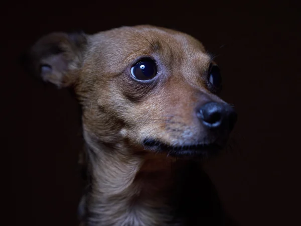 Portret van mooie toy terriër op een donkere achtergrond. — Stockfoto