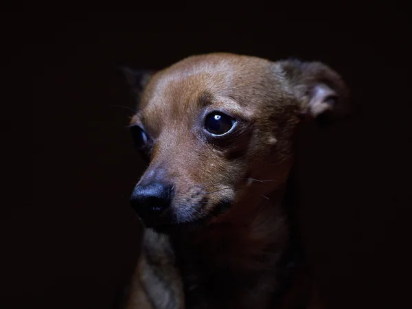 Porträtt av vackra toy terrier på en mörk bakgrund. Royaltyfria Stockbilder