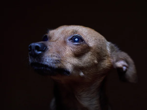 Porträtt av vackra toy terrier på en mörk bakgrund. Royaltyfria Stockfoton