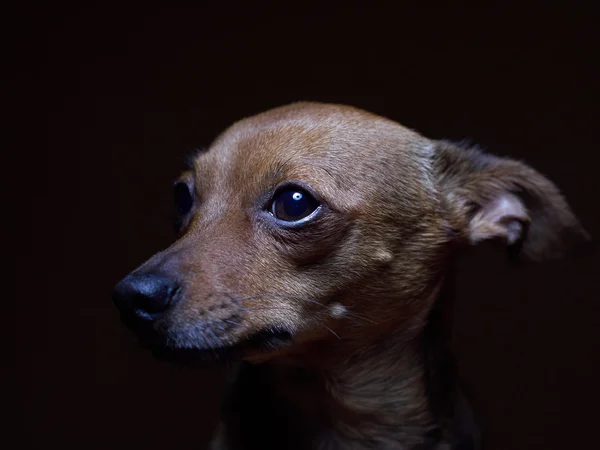 Porträtt av vackra toy terrier på en mörk bakgrund. Stockbild