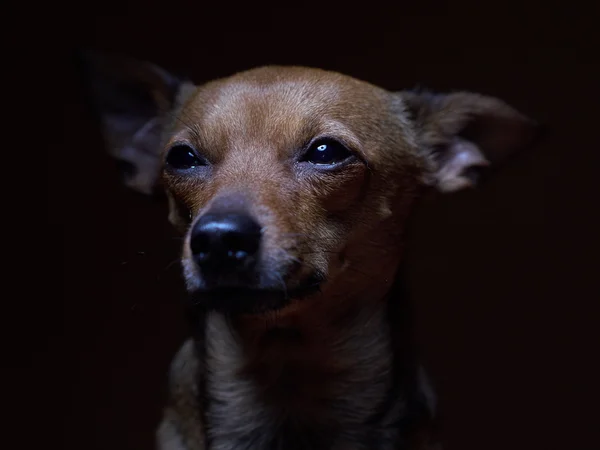 Retrato de un hermoso juguete terrier sobre un fondo oscuro . Fotos De Stock Sin Royalties Gratis