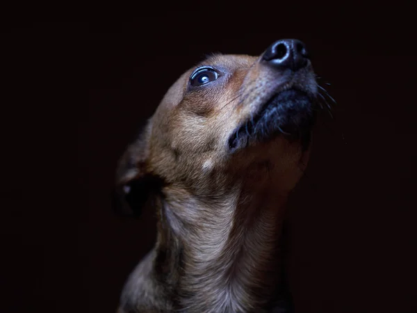 Ritratto di bello terrier giocattolo su sfondo scuro . Foto Stock