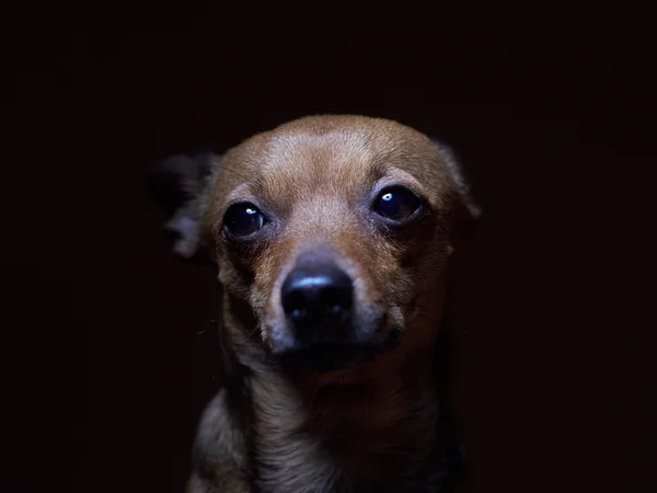 Porträtt av vackra toy terrier på en mörk bakgrund. Stockbild