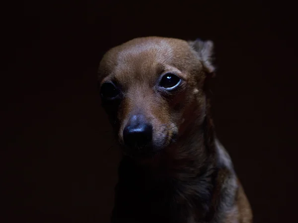 Ritratto di bello terrier giocattolo su sfondo scuro . Fotografia Stock