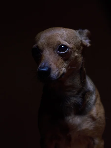 Retrato de un hermoso juguete terrier sobre un fondo oscuro . Imágenes De Stock Sin Royalties Gratis