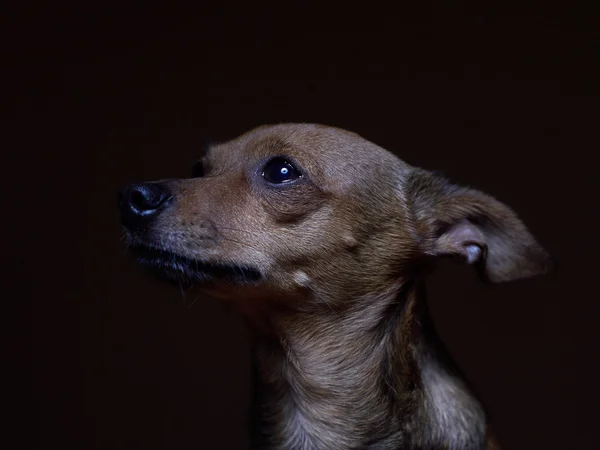 Ritratto di bello terrier giocattolo su sfondo scuro . Immagine Stock