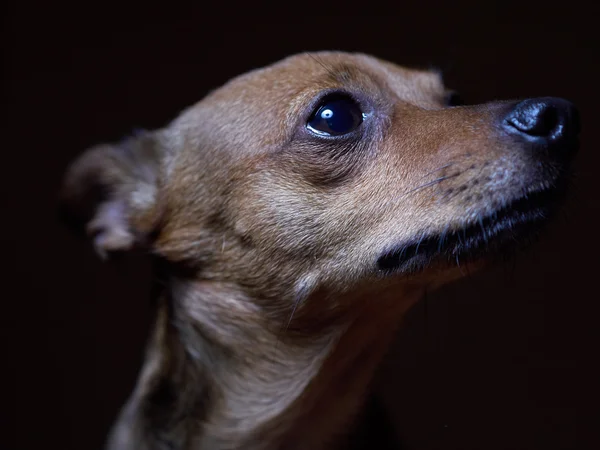 Porträtt av vackra toy terrier på en mörk bakgrund. Stockfoto