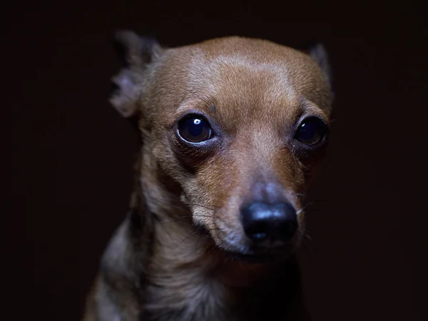 Porträtt av vackra toy terrier på en mörk bakgrund. Royaltyfria Stockbilder