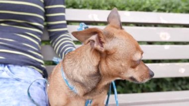 Küçük sevimli terrier