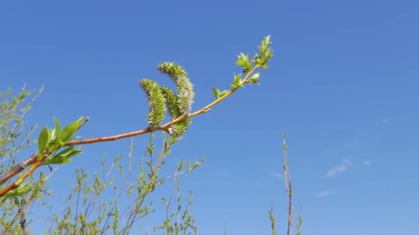 Árbol — Vídeos de Stock