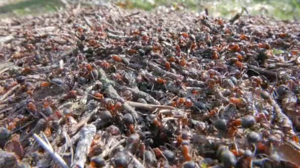 Anthill with moving ants — Stock Video
