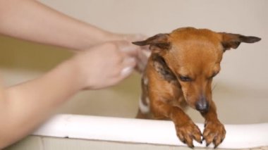 Bir banyoda küçük kuçu kuçu