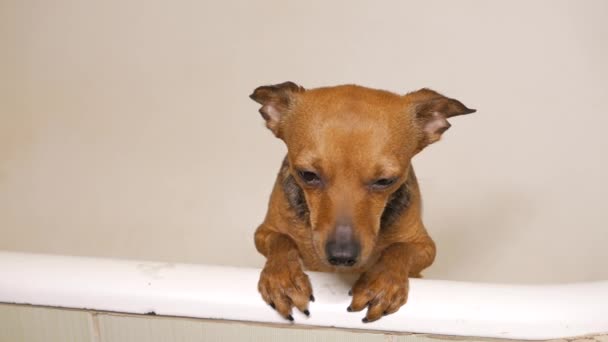 Cão pequeno em um banho — Vídeo de Stock