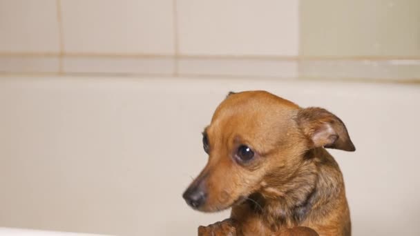 Pequeño perrito en un baño — Vídeos de Stock