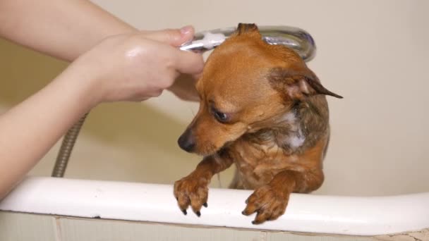 Piccolo cane in un bagno — Video Stock