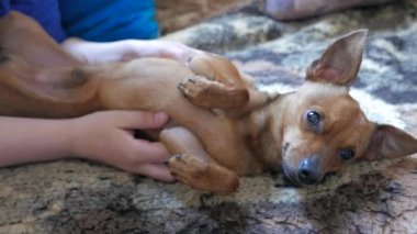 Küçük sevimli terrier