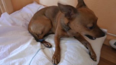 Küçük terrier
