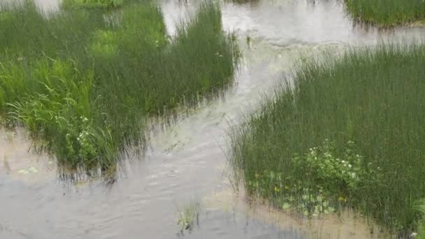 Underbara seascape med vatten i naturen, floden — Stockvideo