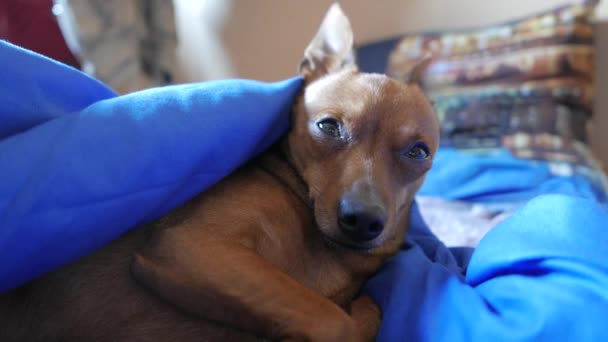 Durmiendo cachorro despierta . — Vídeo de stock