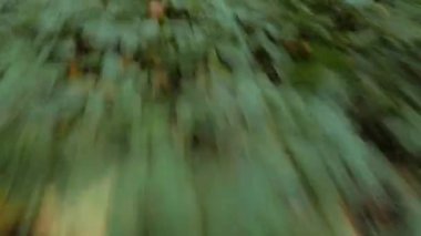 Hızlı yürüyüş sonbahar yaprakları