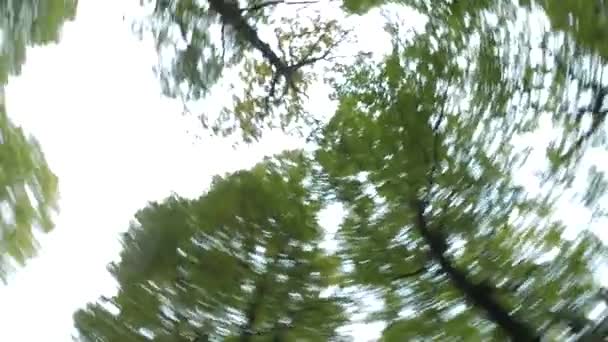 4k, rotierende Bäume mit blauem Himmel, Blick von unten. — Stockvideo