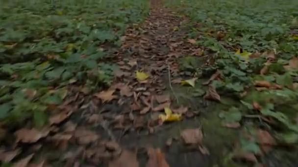 Promenade rapide à travers les feuilles d'automne — Video